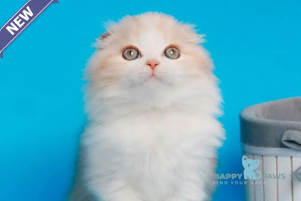 Tasmin Scottish Fold female cinnamon tortie tabby bicolour live animals