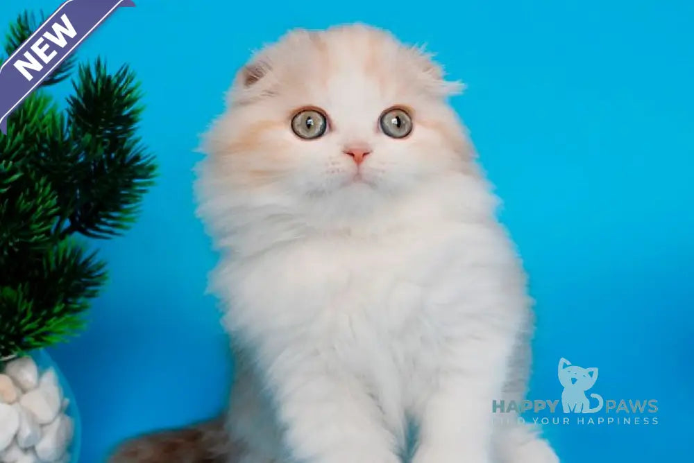 Tasmin Scottish Fold female cinnamon tortie tabby bicolour live animals