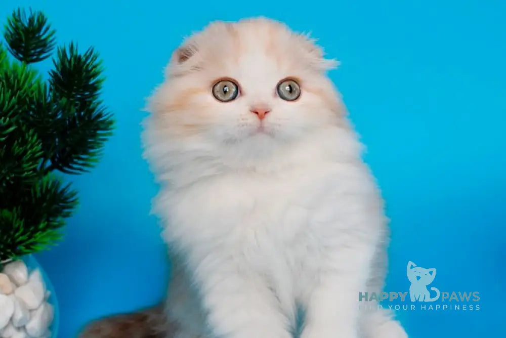 Tasmin Scottish Fold female cinnamon tortie tabby bicolour live animals