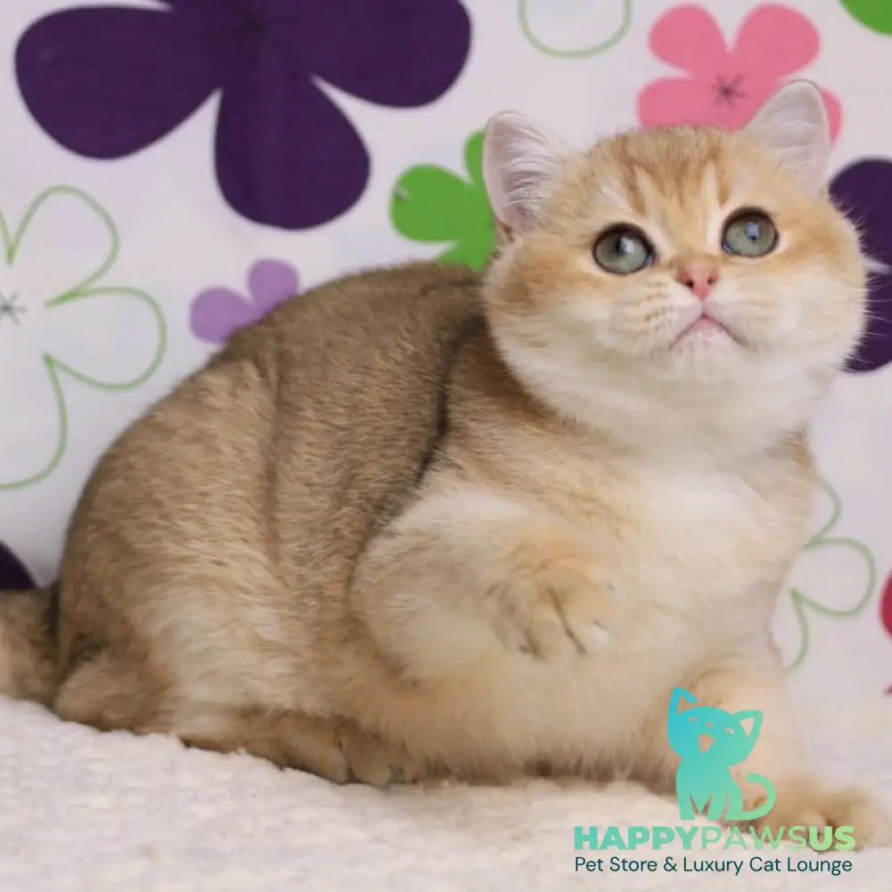 Taya British Shorthair female black golden shaded - live animals