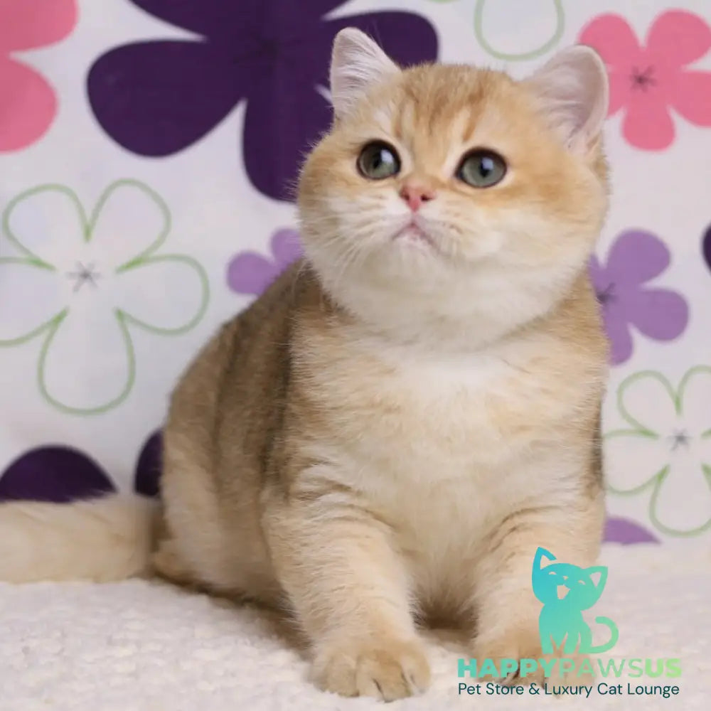 Taya British Shorthair female black golden shaded - live animals