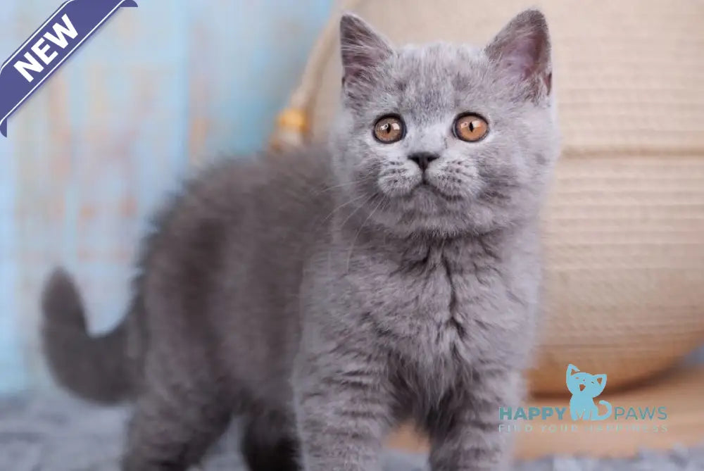 Taya British Shorthair female blue live animals
