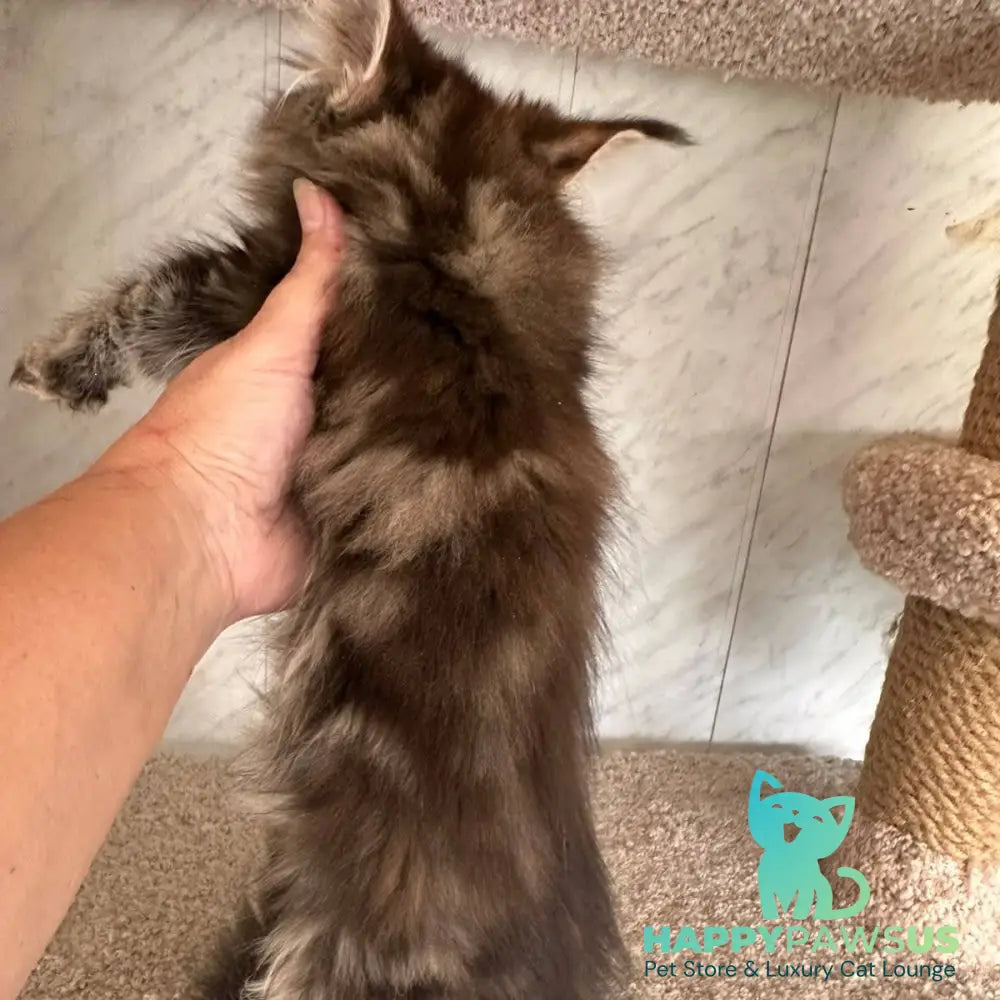 Taya Maine Coon female black tortie tabby - live animals