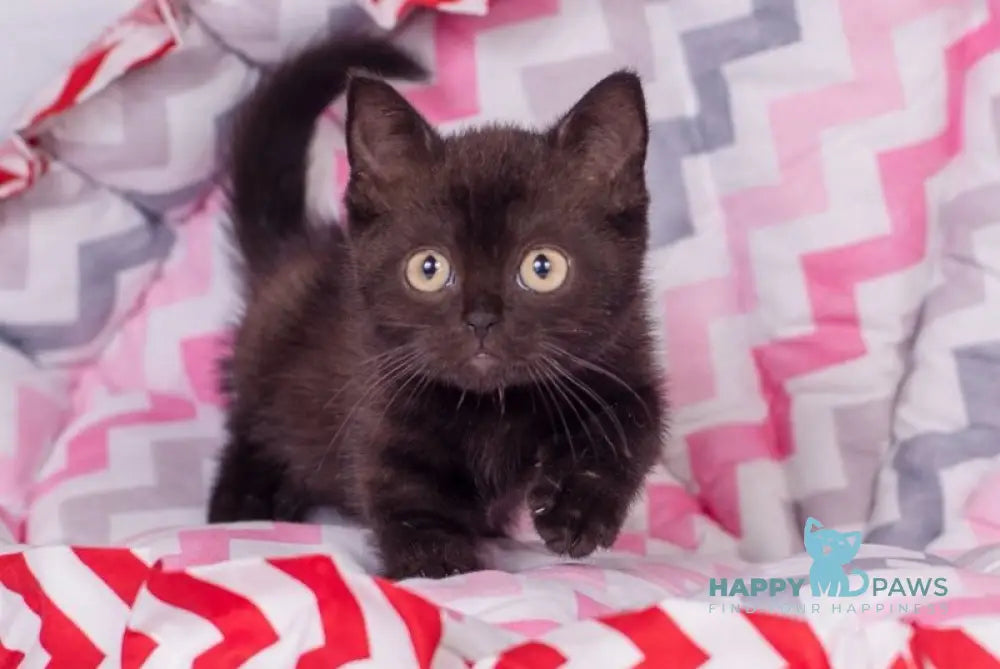 Taylor British Shorthair male black live animals