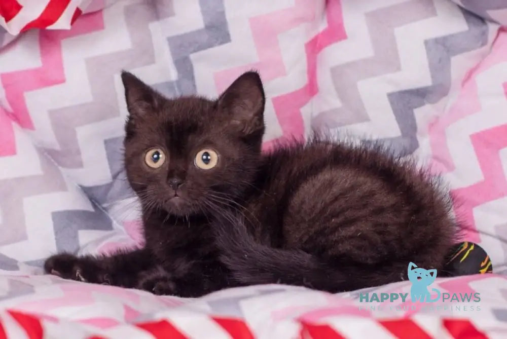 Taylor British Shorthair male black live animals