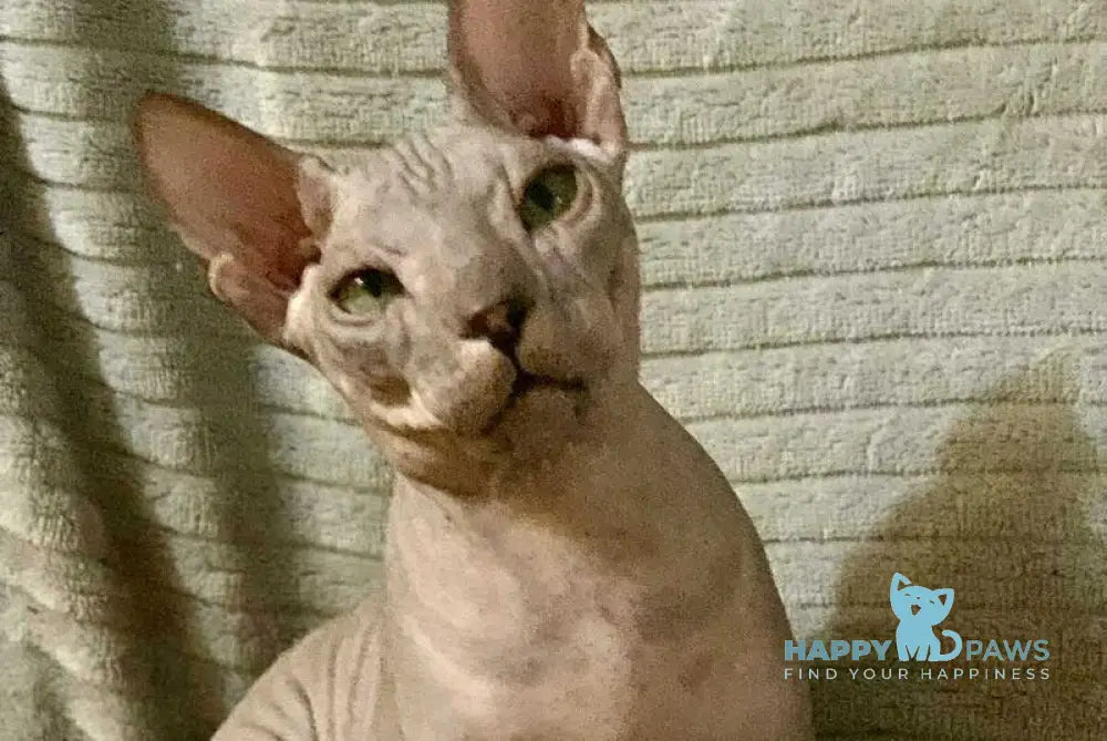 Taylor Don Sphynx male black spotted tabby live animals