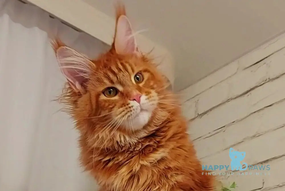 Tayna Maine Coon female red tabby - live animals