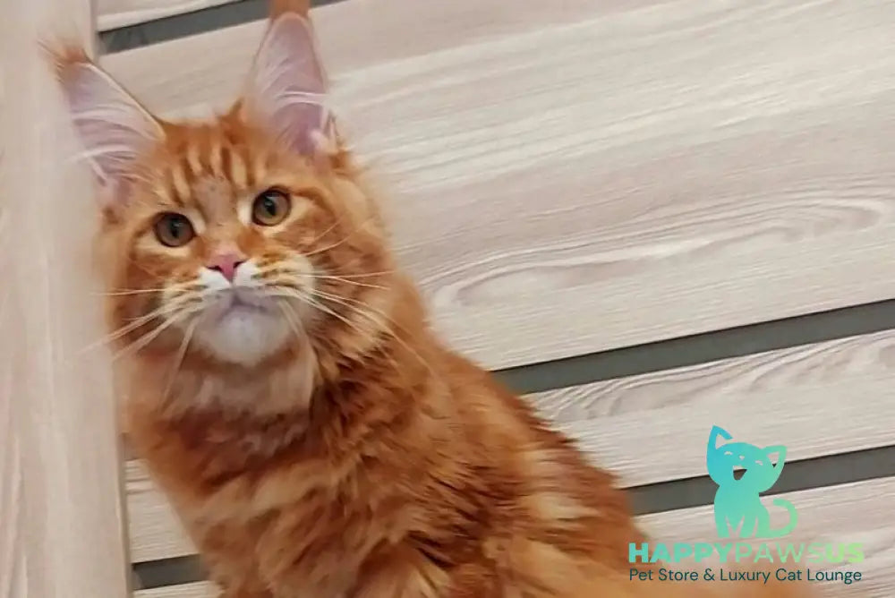 Tayna Maine Coon female red tabby - live animals