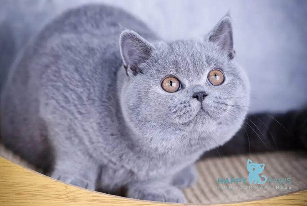 Teana British Shorthair female blue live animals
