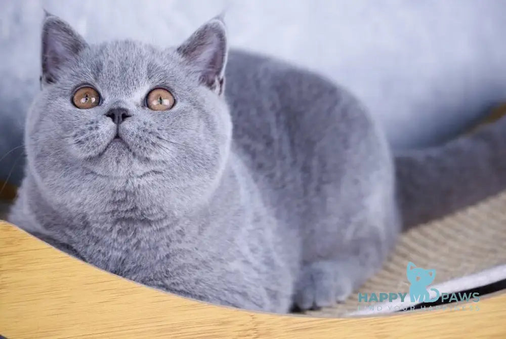 Teana British Shorthair female blue live animals