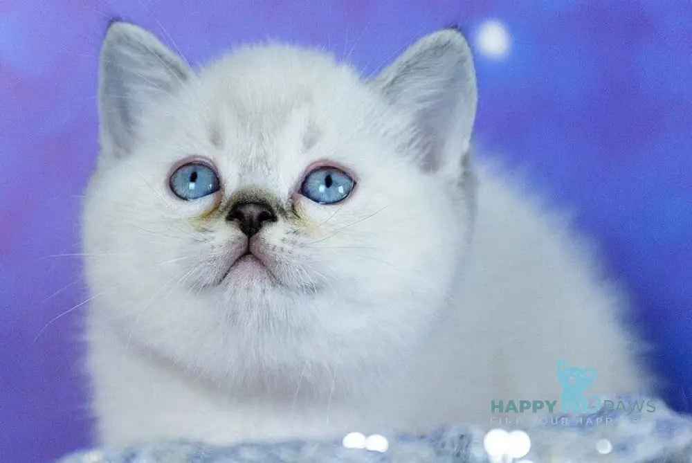 Teddy Scottish Straight male chocolate pointed live animals