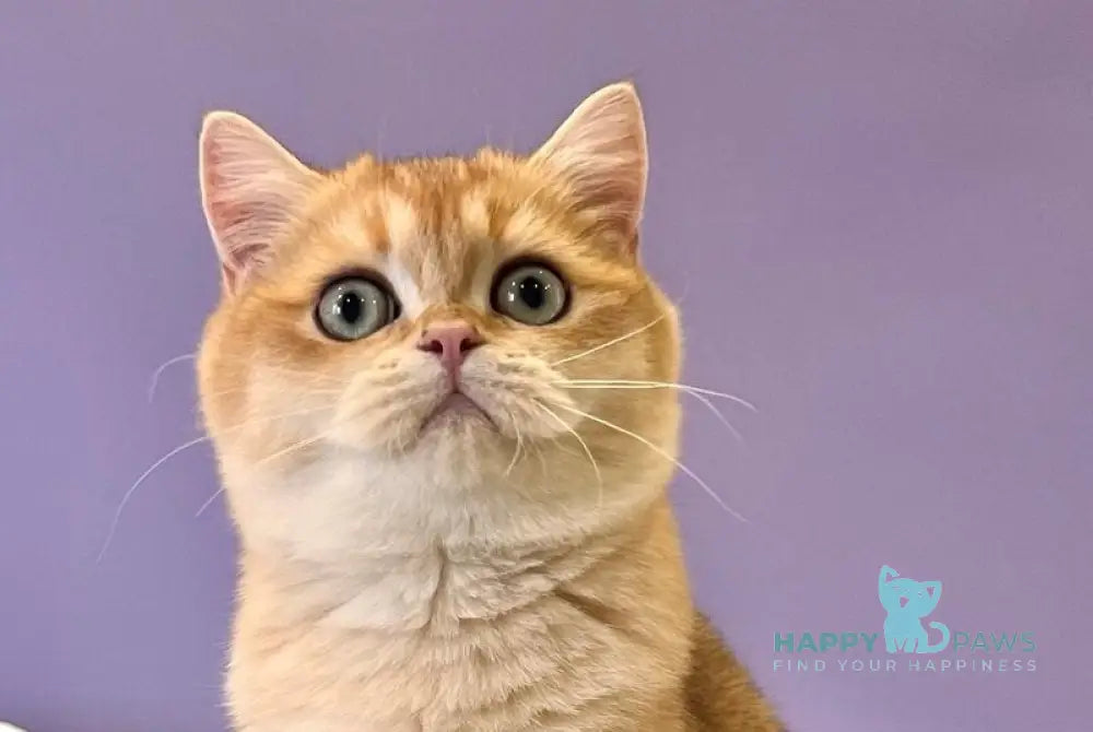 Teddy British Shorthair male black golden chinchilla live animals