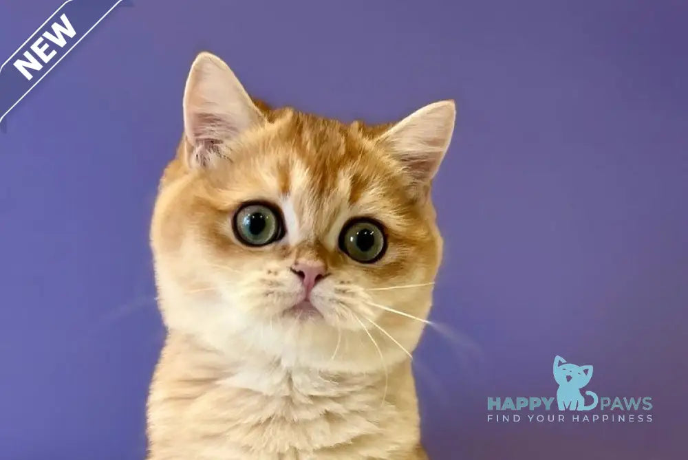 Teddy British Shorthair male black golden chinchilla live animals