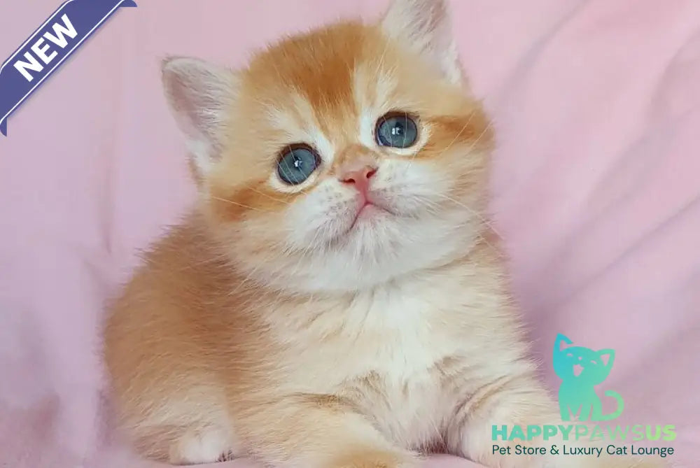 Teddy British Shorthair male chocolate golden chinchilla - live animals