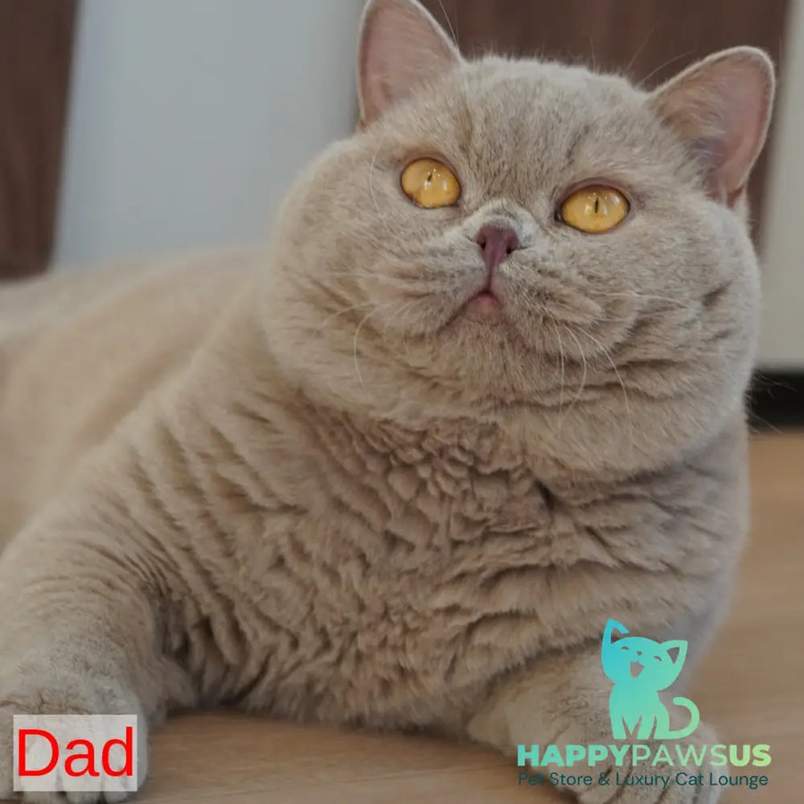 Teddy British Shorthair male chocolate golden chinchilla with white - live animals