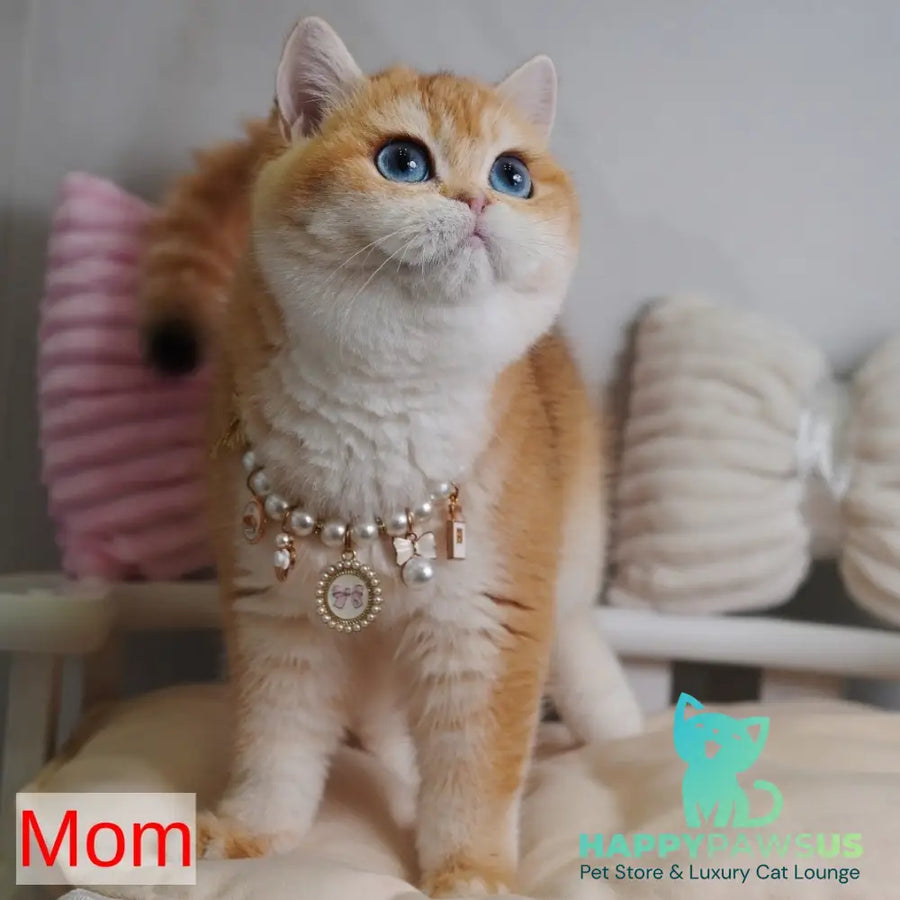 Teddy British Shorthair male chocolate golden chinchilla with white - live animals