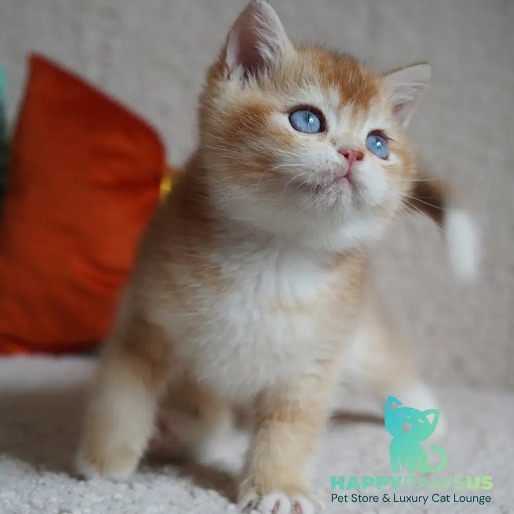Teddy British Shorthair male chocolate golden chinchilla with white - live animals
