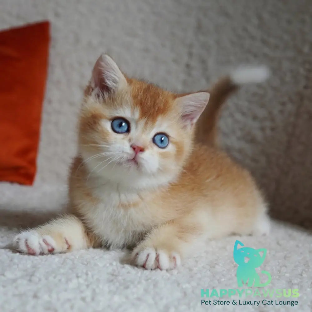 Teddy British Shorthair male chocolate golden chinchilla with white - live animals