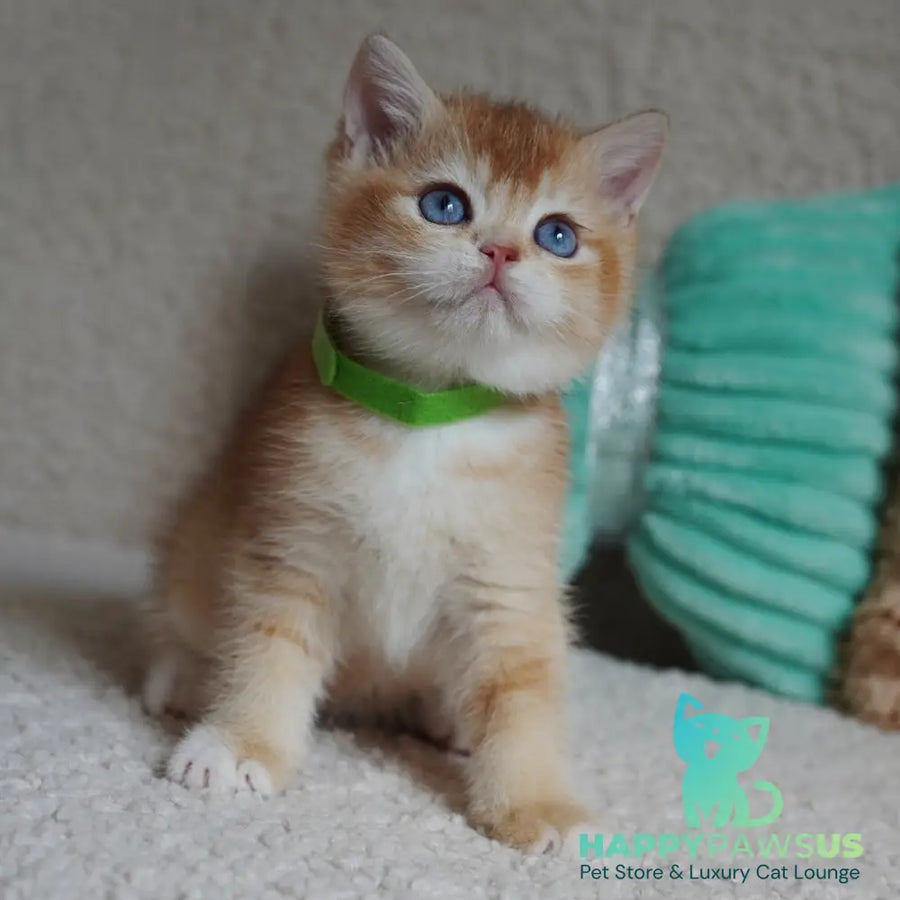 Teddy British Shorthair male chocolate golden chinchilla with white - live animals