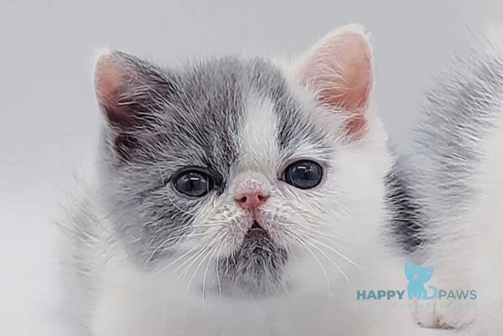 Teddy Exotic male blue harlequin live animals