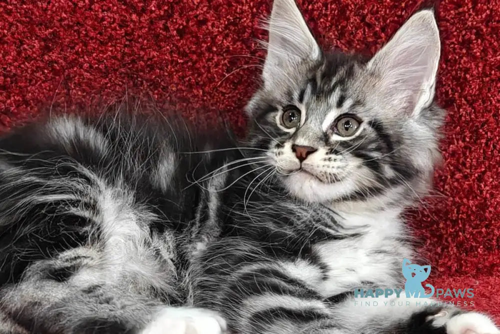 Teddy Maine Coon male black silver tabby with white live animals