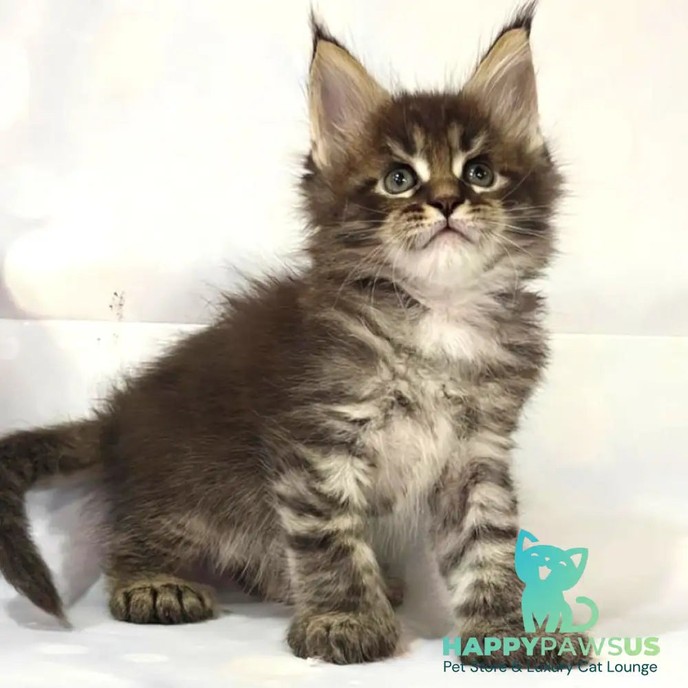 Teddy Maine Coon polydactyl 6x6x6x6 male black tabby - live animals