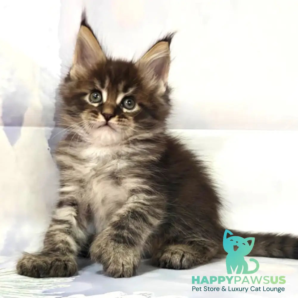 Teddy Maine Coon polydactyl 6x6x6x6 male black tabby - live animals