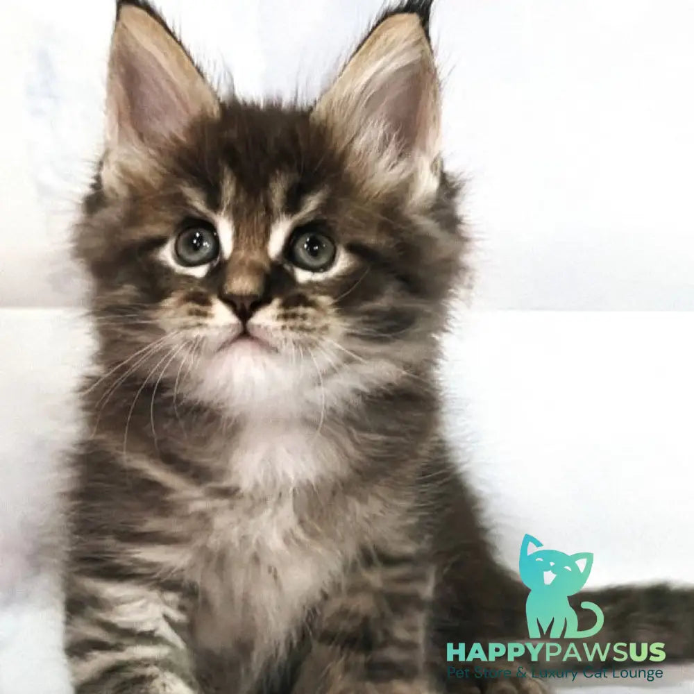 Teddy Maine Coon polydactyl 6x6x6x6 male black tabby - live animals