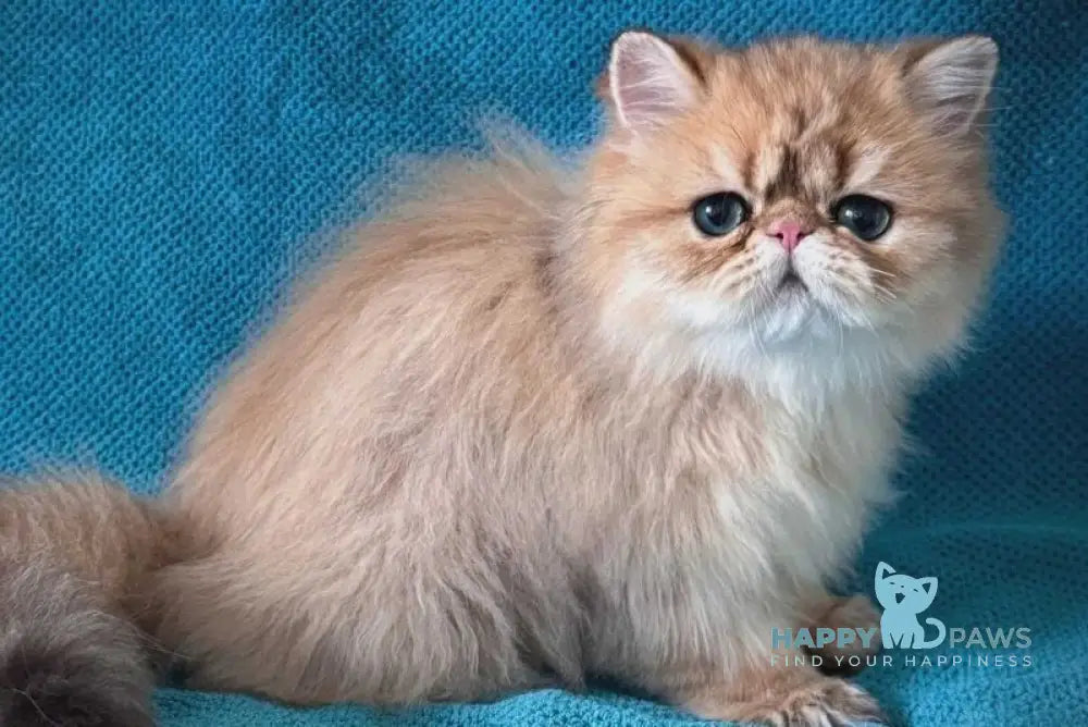 Teddy Persian male black golden shaded - live animals