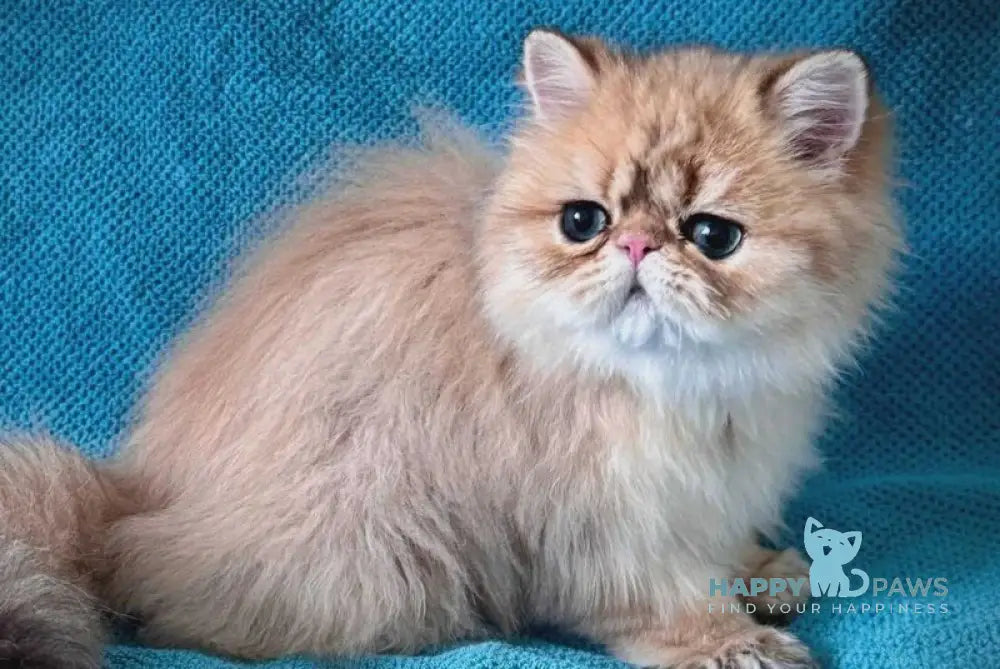 Teddy Persian male black golden shaded - live animals