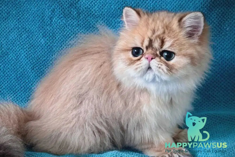 Teddy Persian male black golden shaded - live animals