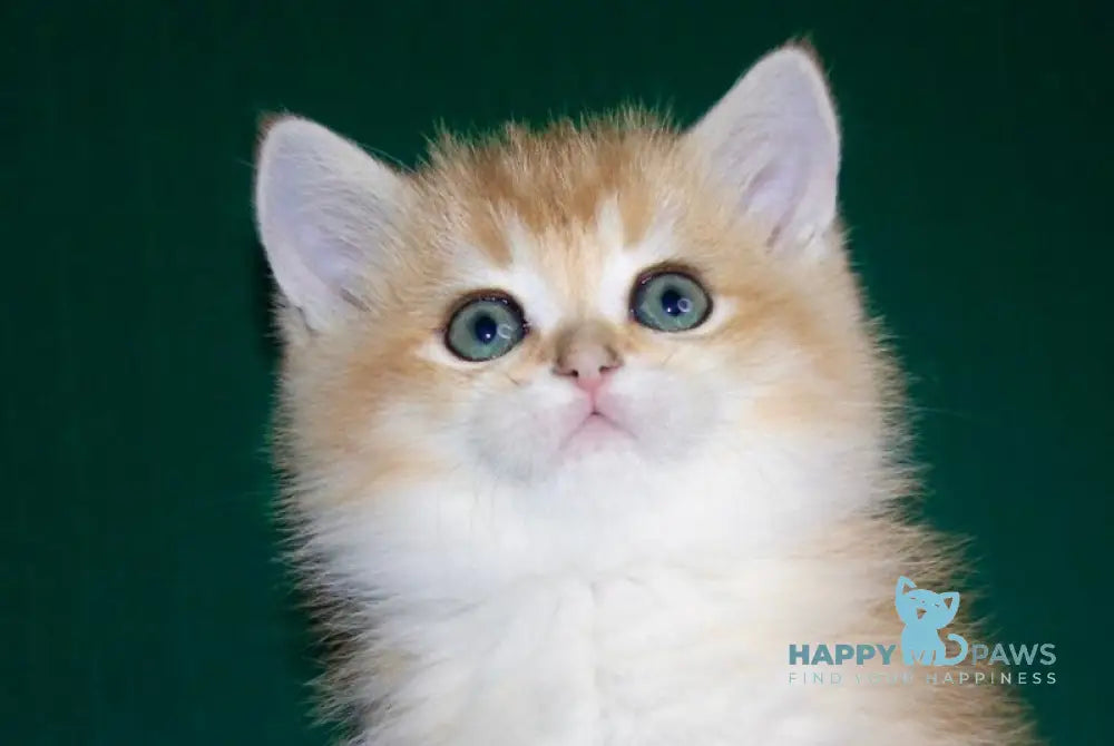 Teddy Scottish Straight male black golden shaded live animals