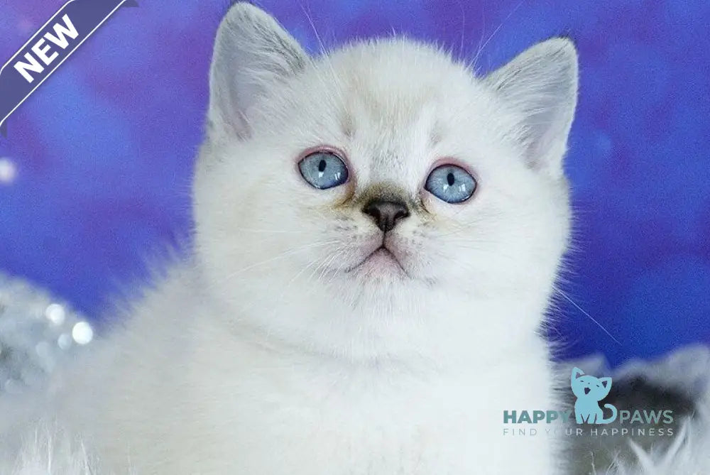 Teddy Scottish Straight male chocolate pointed live animals