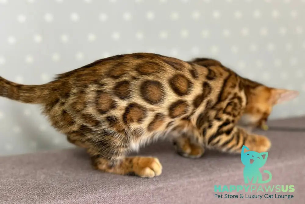 Tehyeon Bengal male black spotted tabby - live animals