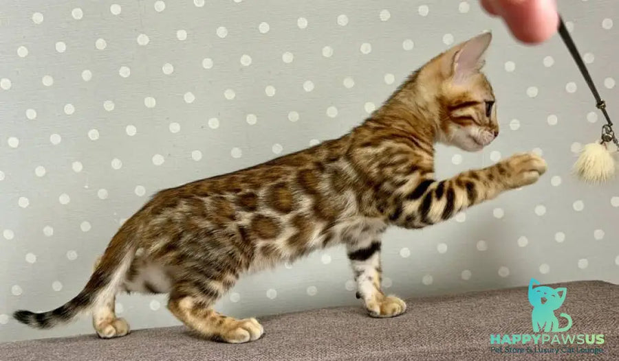 Temin Bengal male black spotted tabby - live animals