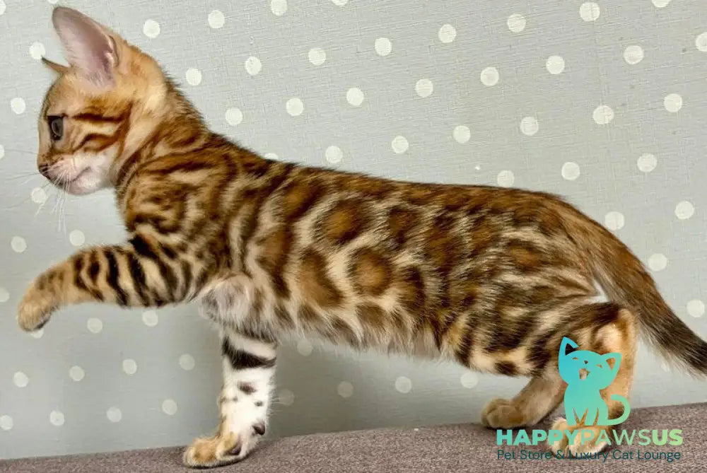 Temin Bengal male black spotted tabby - live animals