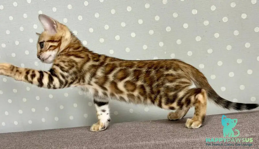 Temin Bengal male black spotted tabby - live animals