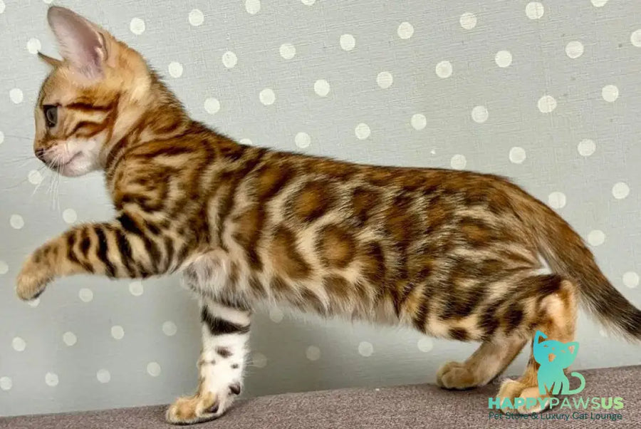 Temin Bengal male black spotted tabby - live animals