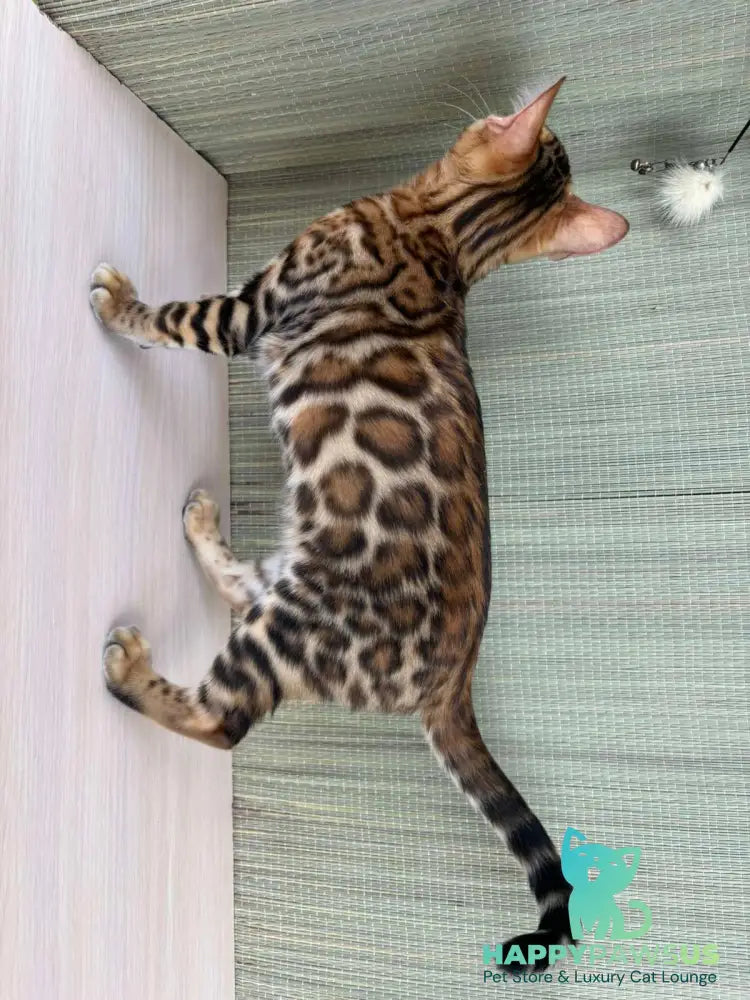 Temin Bengal male black spotted tabby - live animals