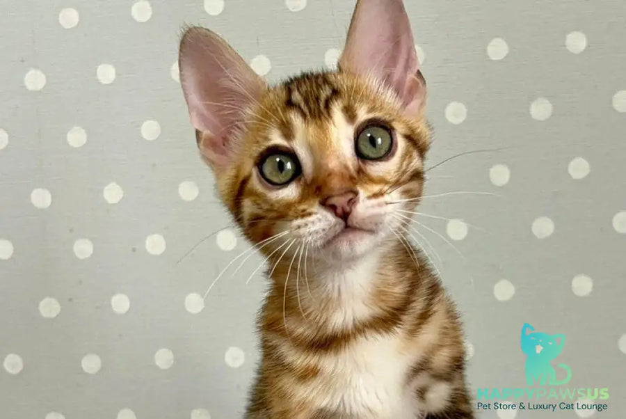Temin Bengal male black spotted tabby - live animals