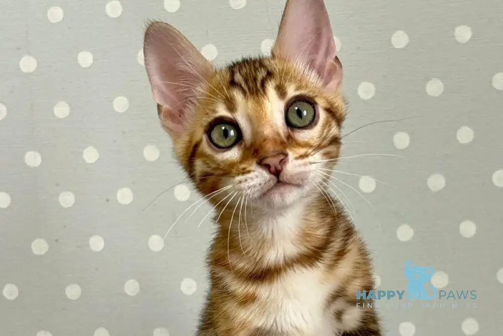 Temin Bengal male black spotted tabby - live animals