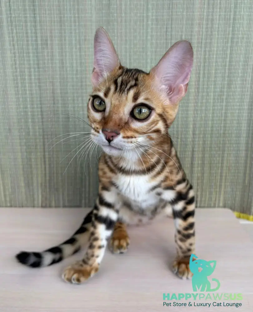Temin Bengal male black spotted tabby - live animals