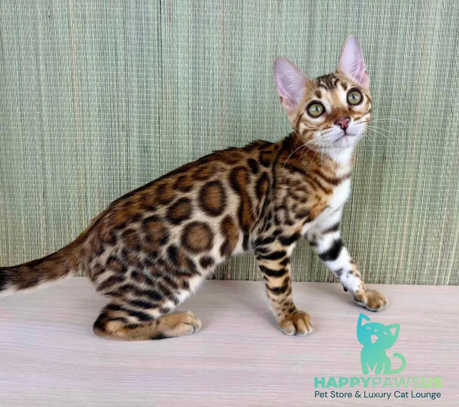 Temin Bengal male black spotted tabby - live animals