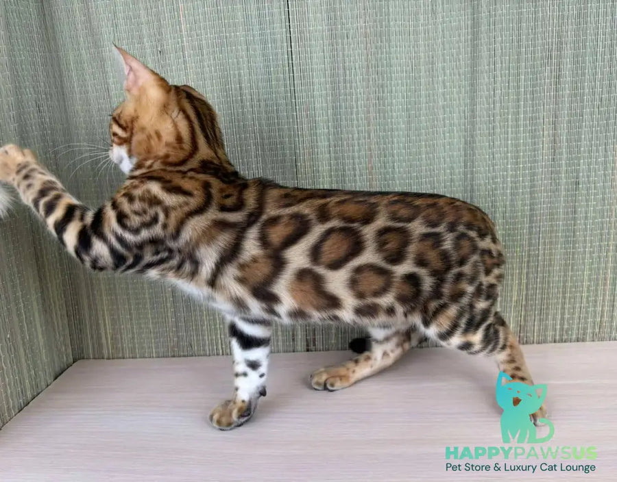 Temin Bengal male black spotted tabby - live animals