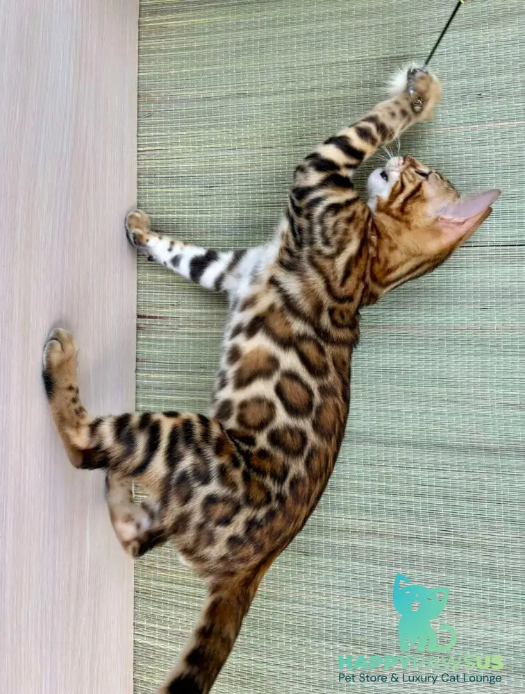 Temin Bengal male black spotted tabby - live animals