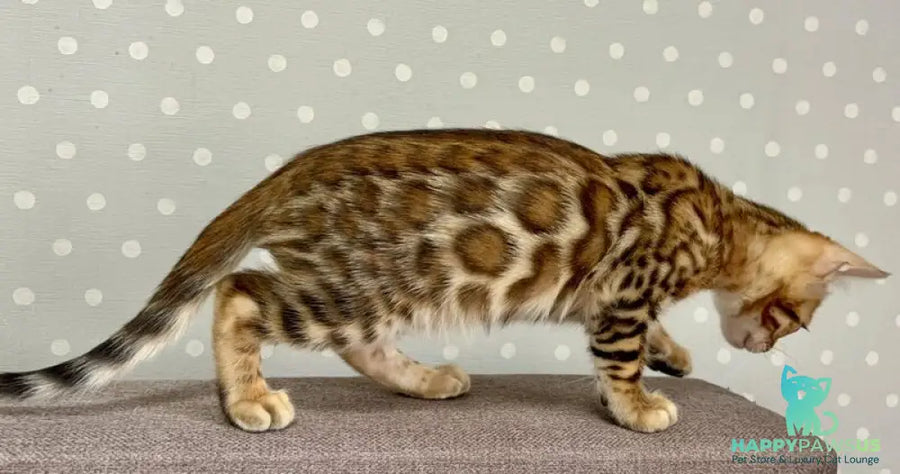 Temin Bengal male black spotted tabby - live animals