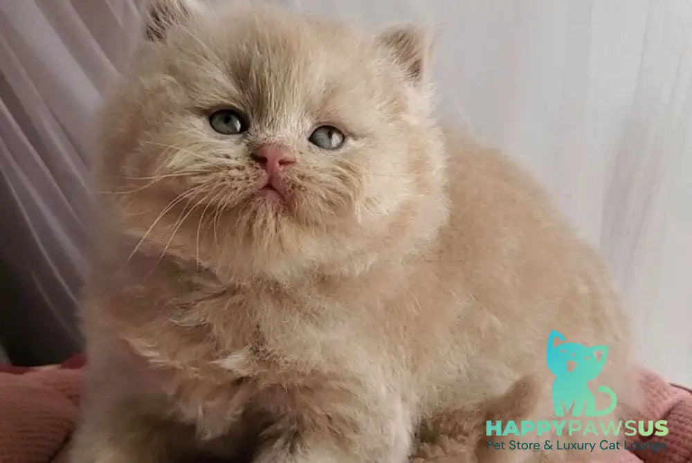 Teo British Longhair male fawn - live animals