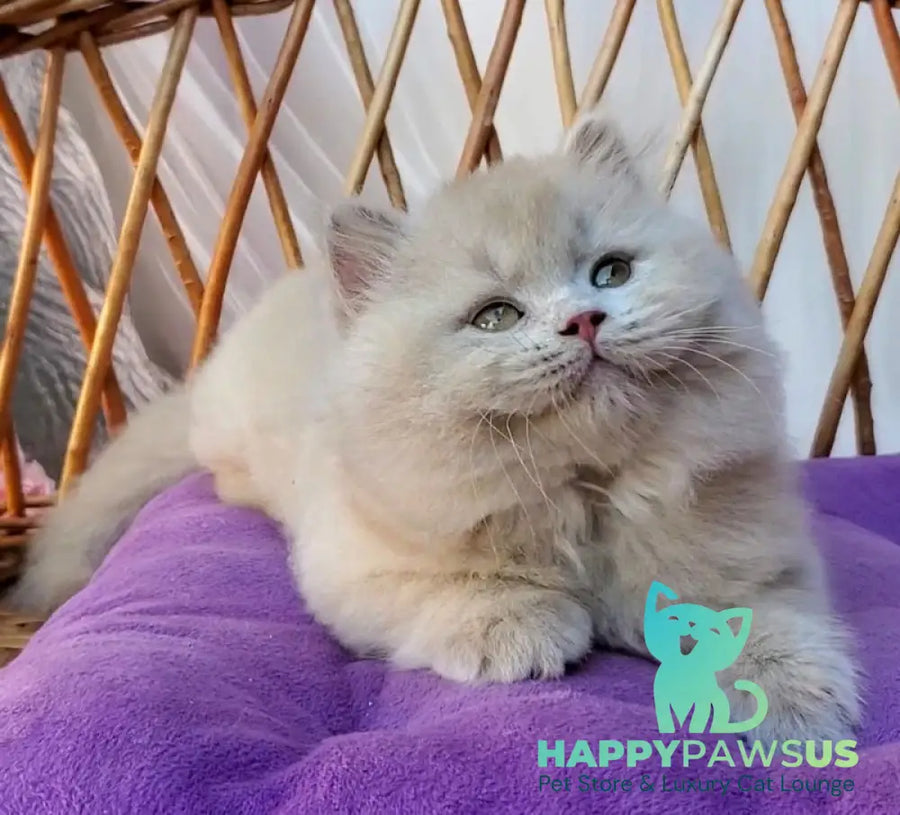Teo British Longhair male fawn - live animals