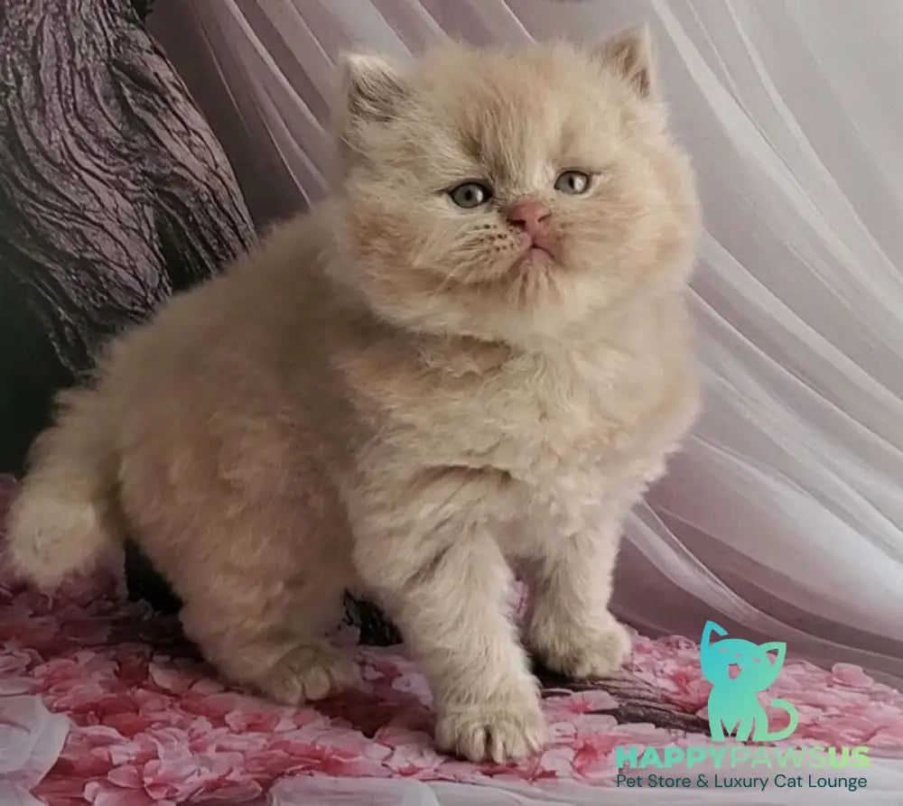 Teo British Longhair male fawn - live animals