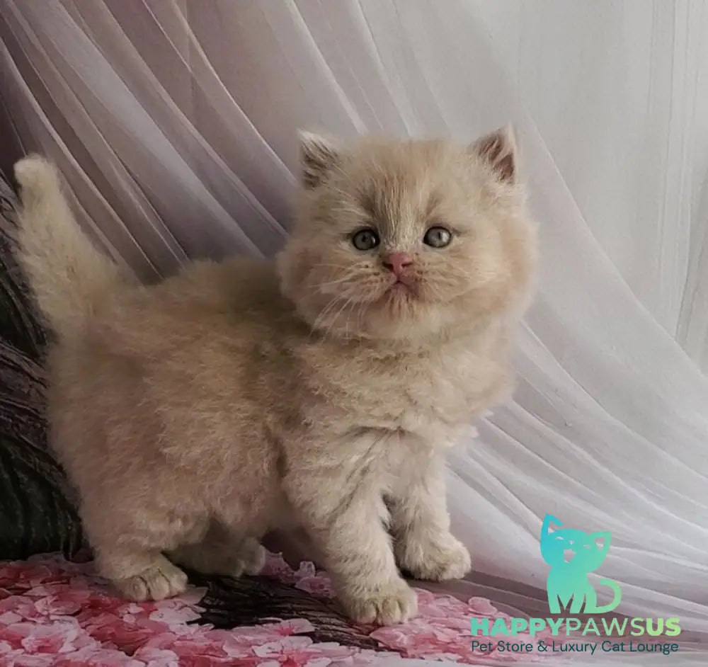 Teo British Longhair male fawn - live animals